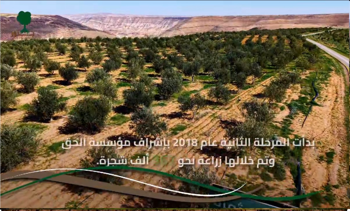 غابة جذور ( مشروع جذور)
