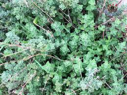 Traditional Karaki Thyme Blend